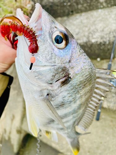 キビレの釣果