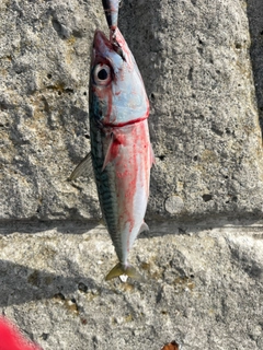 サバの釣果