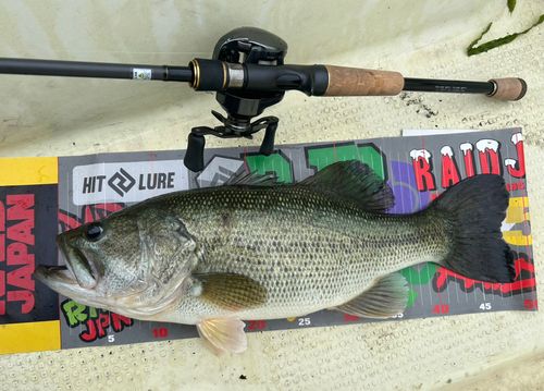 下物で釣れたブラックバスの釣り・釣果情報 - アングラーズ | 釣果600