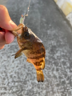 メバルの釣果