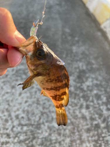 メバルの釣果