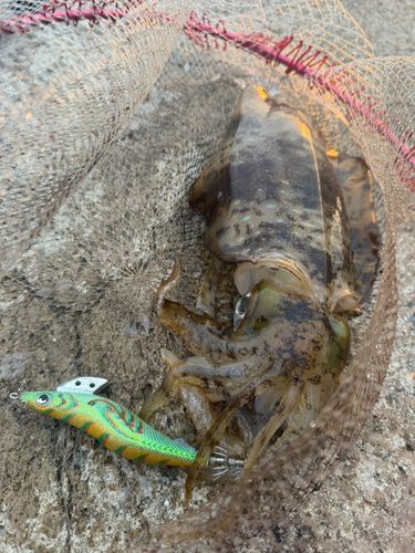 アオリイカの釣果