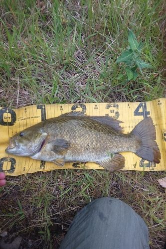 スモールマウスバスの釣果