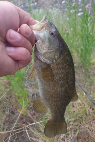 スモールマウスバスの釣果
