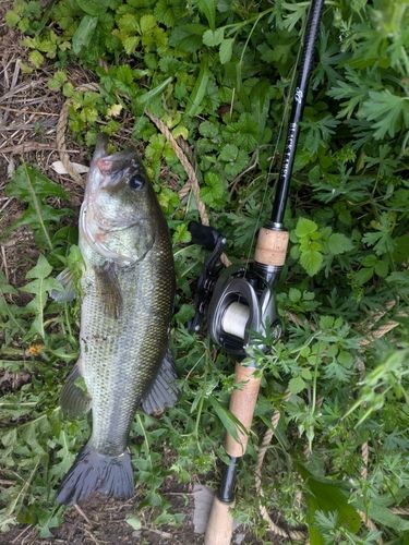 ラージマウスバスの釣果