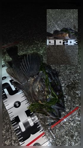 クロソイの釣果