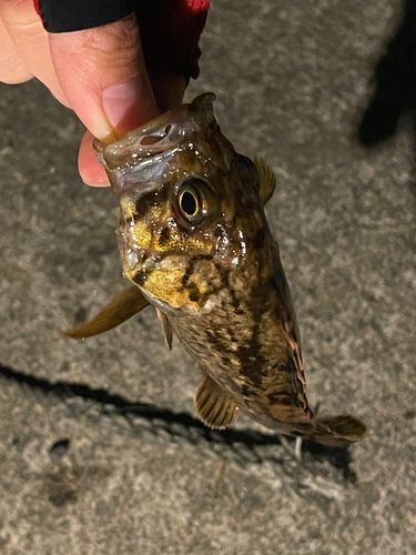 クロソイの釣果