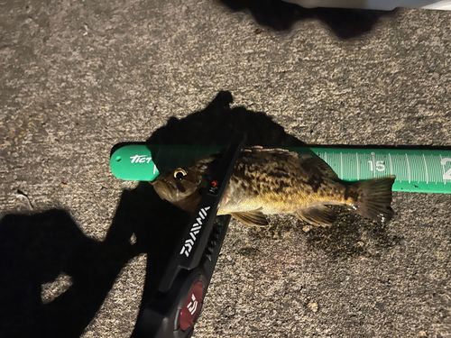 クロソイの釣果