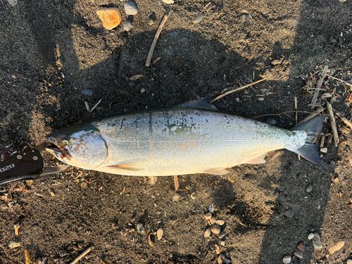 サクラマスの釣果