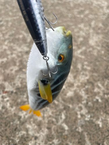 フグの釣果