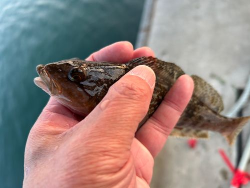 アイナメの釣果