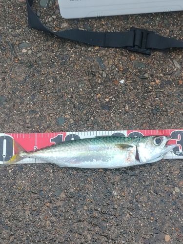 サバの釣果