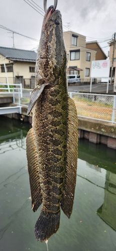 ライギョの釣果