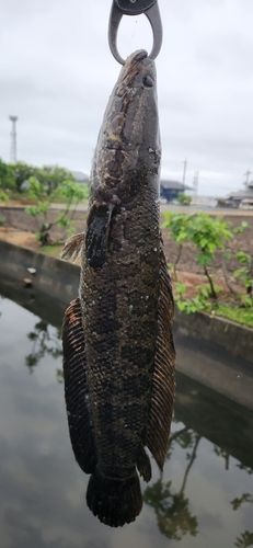ライギョの釣果