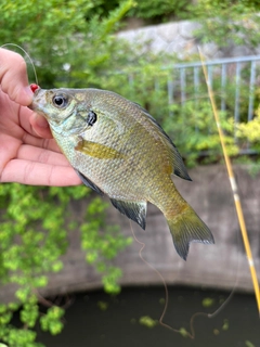 ブルーギルの釣果