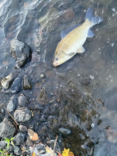 フナの釣果