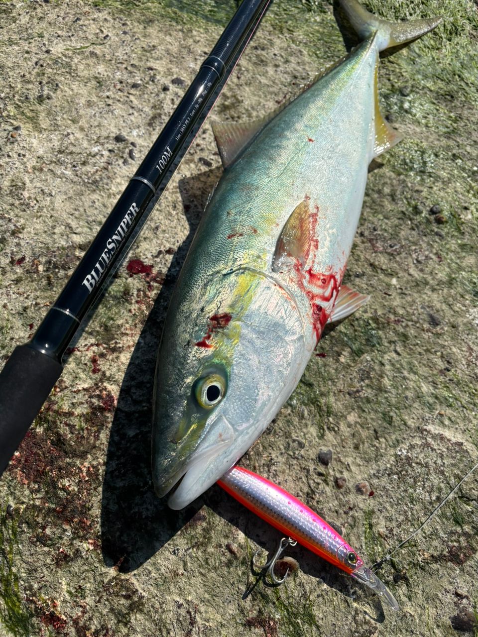 YAMAGA Blanks ブルースナイパー 100Mの最安値・インプレ・釣果 | 本音