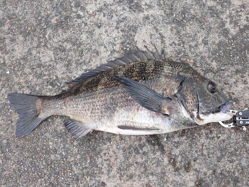 クロダイの釣果