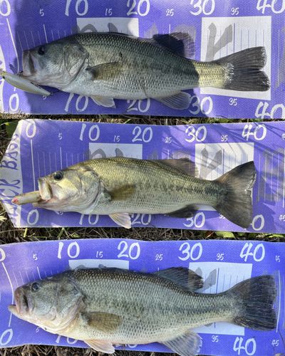 ブラックバスの釣果
