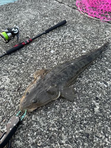 マゴチの釣果