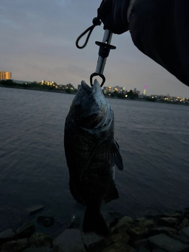 クロダイの釣果