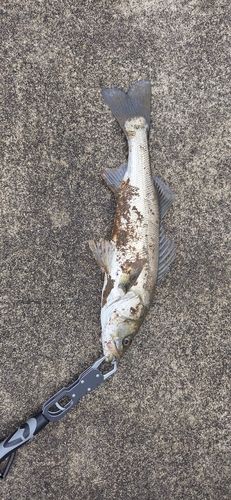 スズキの釣果