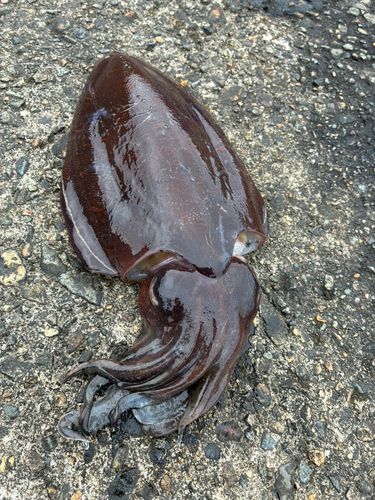 コウイカの釣果