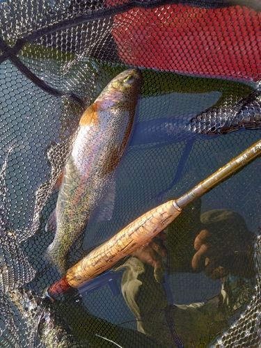 ニジマスの釣果