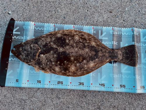 ヒラメの釣果
