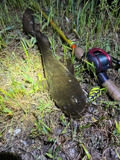 ナマズの釣果