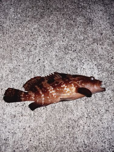 アコウの釣果