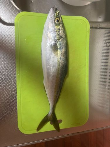 ワカシの釣果