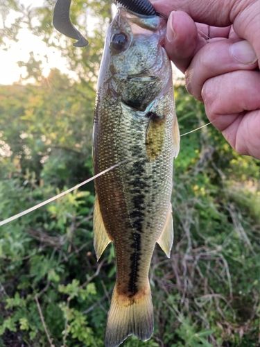ラージマウスバスの釣果