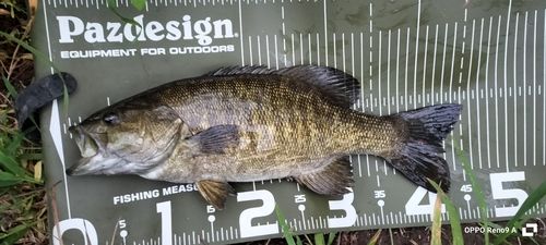 スモールマウスバスの釣果