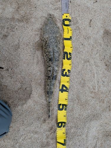 マゴチの釣果