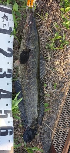 ライギョの釣果