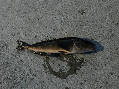 ホッケの釣果