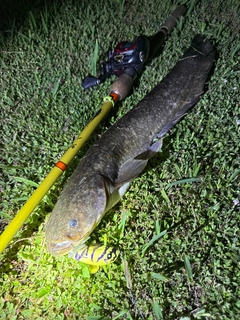 ナマズの釣果