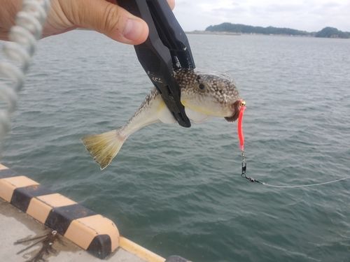 コモンフグの釣果