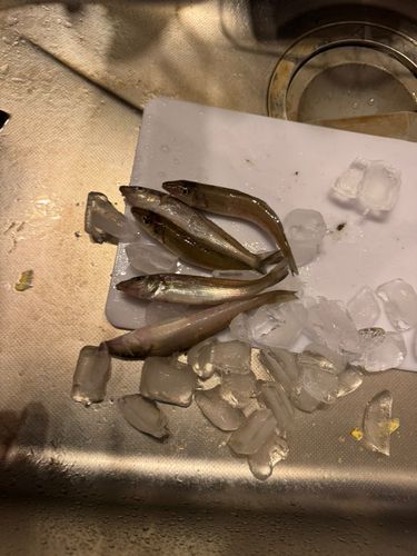 キスの釣果