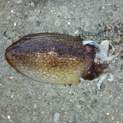 シリヤケイカの釣果