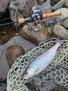 ヤマメの釣果