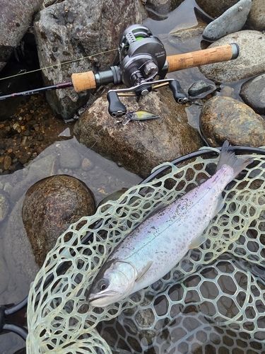 ヤマメの釣果