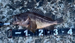 シマゾイの釣果