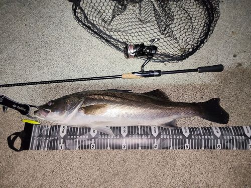 シーバスの釣果