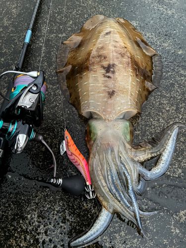 アオリイカの釣果