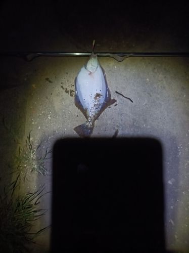 マガレイの釣果