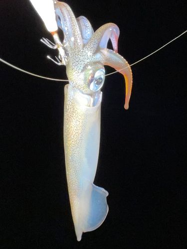 ヤリイカの釣果