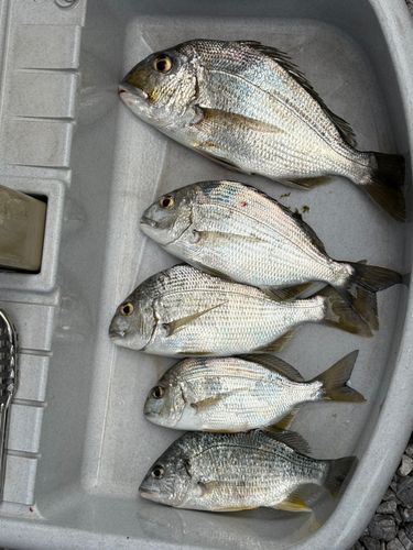 ヘダイの釣果