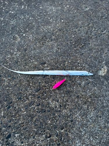 タチウオの釣果